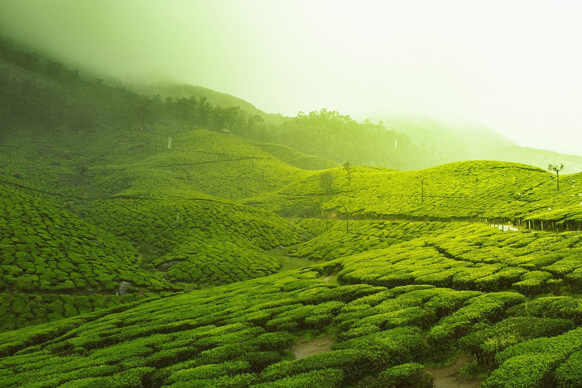 munnar.jpg